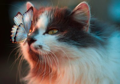 猫咪腹泻且精神不振如何处理？缩略图