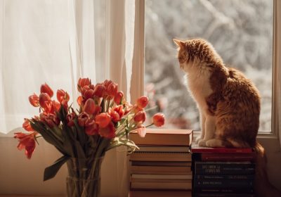 猫咪术后护理与注意事项缩略图