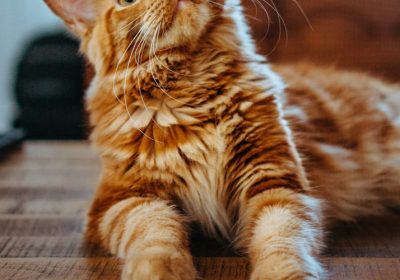 猫咪日光暴露下的常见损伤缩略图