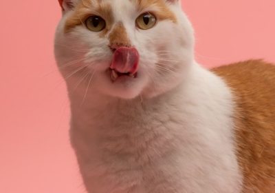 猫咪三联疫苗的定义与作用缩略图