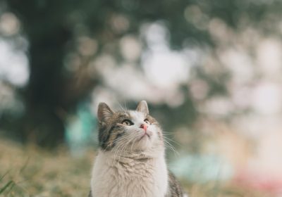 如何快速有效地去除猫身上的跳蚤？简单几招解决烦恼！缩略图