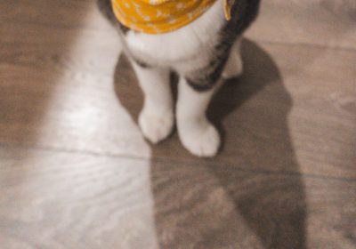 如何接近受伤的猫咪并提供急救措施？缩略图