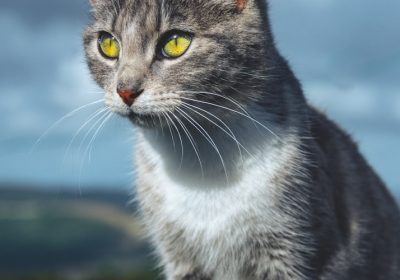 如何应对猫的病毒性上呼吸道感染缩略图