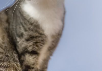 猫咪耳道检查与清洁指南缩略图