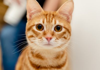 猫咪驱虫指南：确保猫咪健康无虫的正确步骤！缩略图