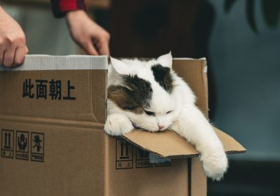 猫咪常见疾病有哪些？主人应如何预防？缩略图