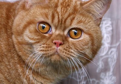 猫的粉刺问题如何解决？缩略图