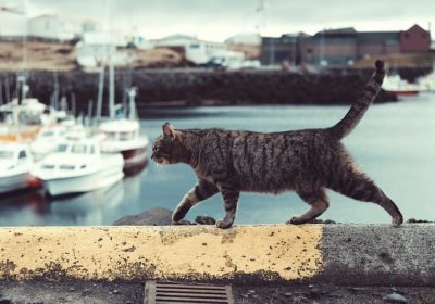 如何有效去除猫身上的跳蚤？简单步骤让跳蚤无处可逃缩略图