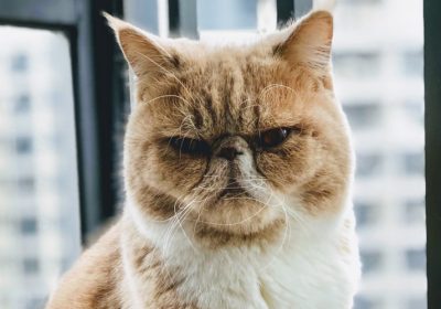 如何识别与处理猫的膈疝问题缩略图