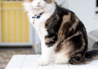 猫咪突发休克时的药物选择指南缩略图