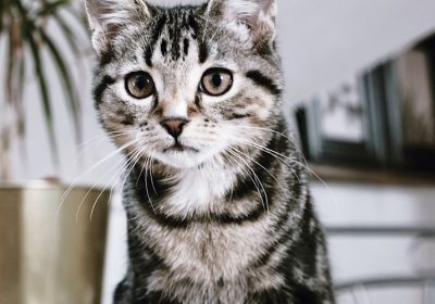 春季猫咪健康防护：警惕感冒侵袭缩略图