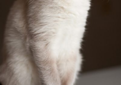 如何处理猫的卵泡囊肿问题缩略图