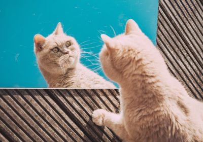 新手养猫者如何识别猫咪是否需要进行驱虫？缩略图