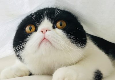 猫咪真菌感染诊断与治疗的重要提示缩略图