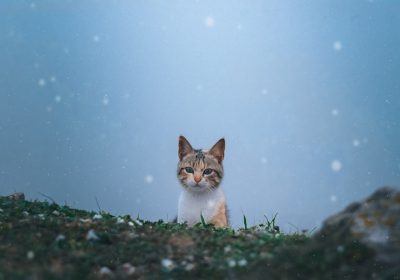 导致横膈膜疝破裂的成因有哪些？缩略图