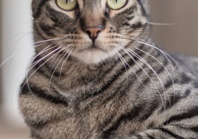 如何预防和治疗猫钩虫感染缩略图