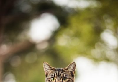 猫咪肠胃问题解析与应对策略缩略图