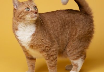 猫咪罹患垂体肿瘤的处理方法是什么？缩略图