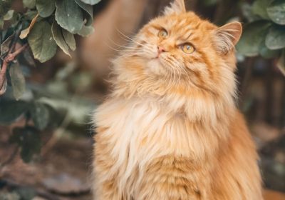 如何处理猫咪身上的跳蚤？缩略图