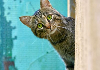 猫主人必须了解的七大猫用驱虫药使用要点缩略图