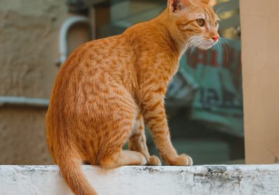 猫咪牙齿脱落的原因是什么？如何应对？缩略图