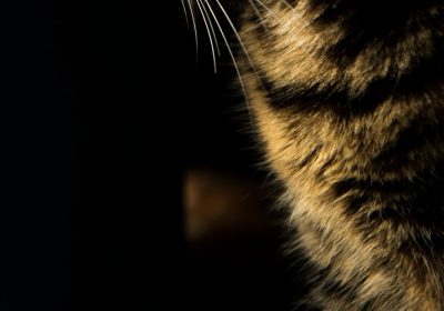 猫咪流涎的原因有哪些？缩略图