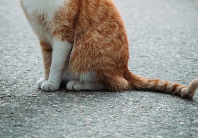 猫咪接种疫苗的注意事项缩略图