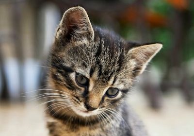 猫咪耳朵大量脱毛如何处理？缩略图