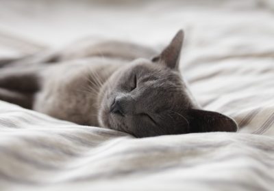 猫咪伤口护理指南缩略图