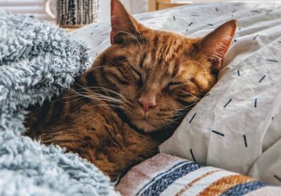 猫咪口服药物喂食方法解析与技巧分享缩略图