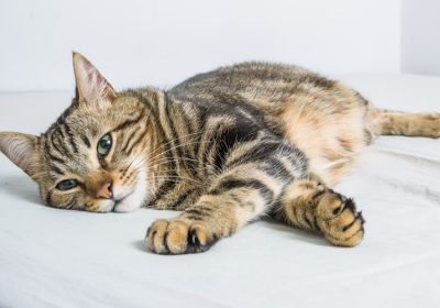 猫咪打喷嚏是感冒的征兆吗？缩略图