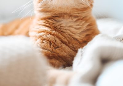 猫咪皮肤寄生虫的防治策略缩略图