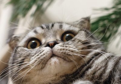 如何应对猫咪耳螨？新手养猫者必备指南！缩略图