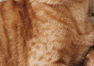 如何有效清除猫体内绦虫感染？简单高效的驱虫策略分享缩略图
