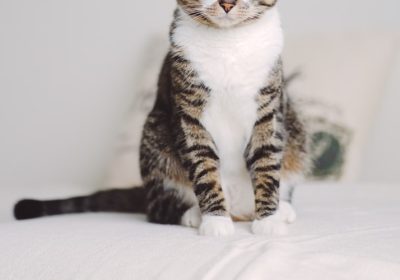 猫咪耳螨的治疗方法：跟我一起学习，其实很简单！缩略图