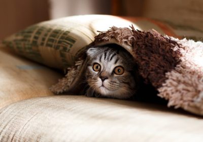 猫咪肾衰竭治疗期间的并发症管理缩略图