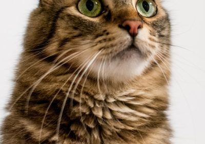 异国短毛猫食用罐头后出现腹泻现象，可能是什么原因？缩略图
