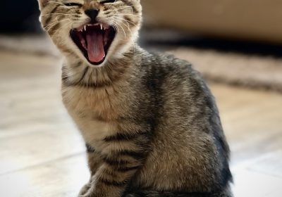 猫咪呼吸异常的鉴别诊断与处理方法缩略图