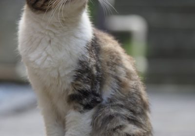 猫咪消化不良怎么办？缩略图