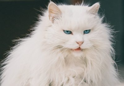 猫咪慢性牙龈炎的成因是什么？缩略图