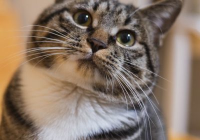 维生素C对猫咪健康的影响与作用缩略图