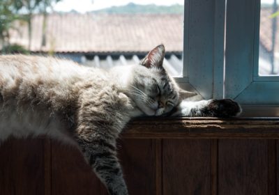 猫身上的寄生虫是否会传染给人类？以及如何有效地进行驱虫？缩略图