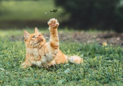 猫咪眼睛发炎，能使用人类眼药水治疗吗？缩略图