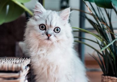 猫的视网膜炎是由哪些原因引起的？缩略图