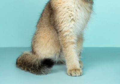 猫咪罹患猫疱疹病毒（FHV）后是否必须终身隔离？缩略图