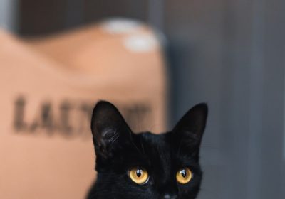 如何应对猫咪的营养不良与消瘦问题？缩略图