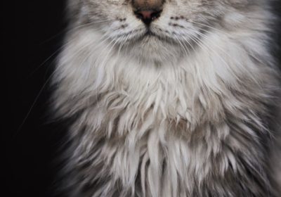 训练猫咪跳圈技巧的方法论缩略图