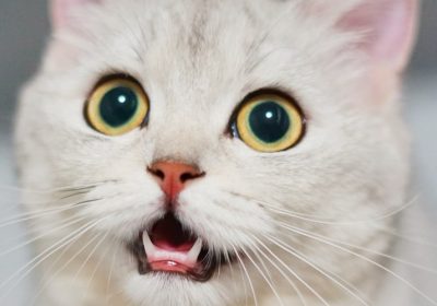 教授猫咪跳环技巧的训练方法缩略图