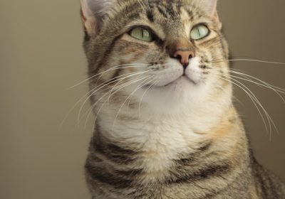 训练柯尼斯卷毛猫与不同动物和谐共处缩略图