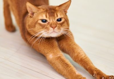 训练宠物猫养成良好的进食习惯缩略图
